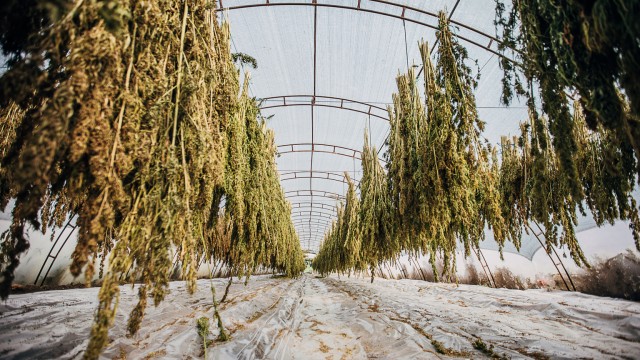 Innovative Industrial Properties: 7% Dividend Yield As U.S. Cannabis Looks For Euphoria