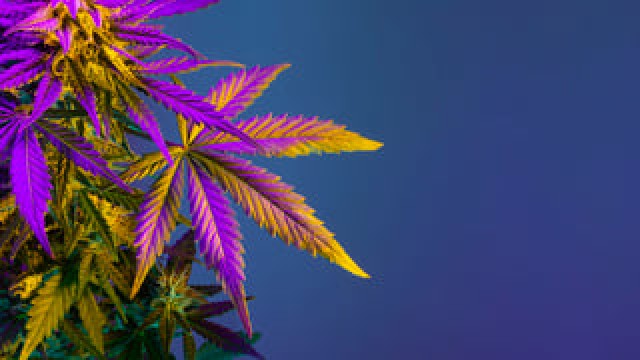 Is Aurora Cannabis Stock a Buy?