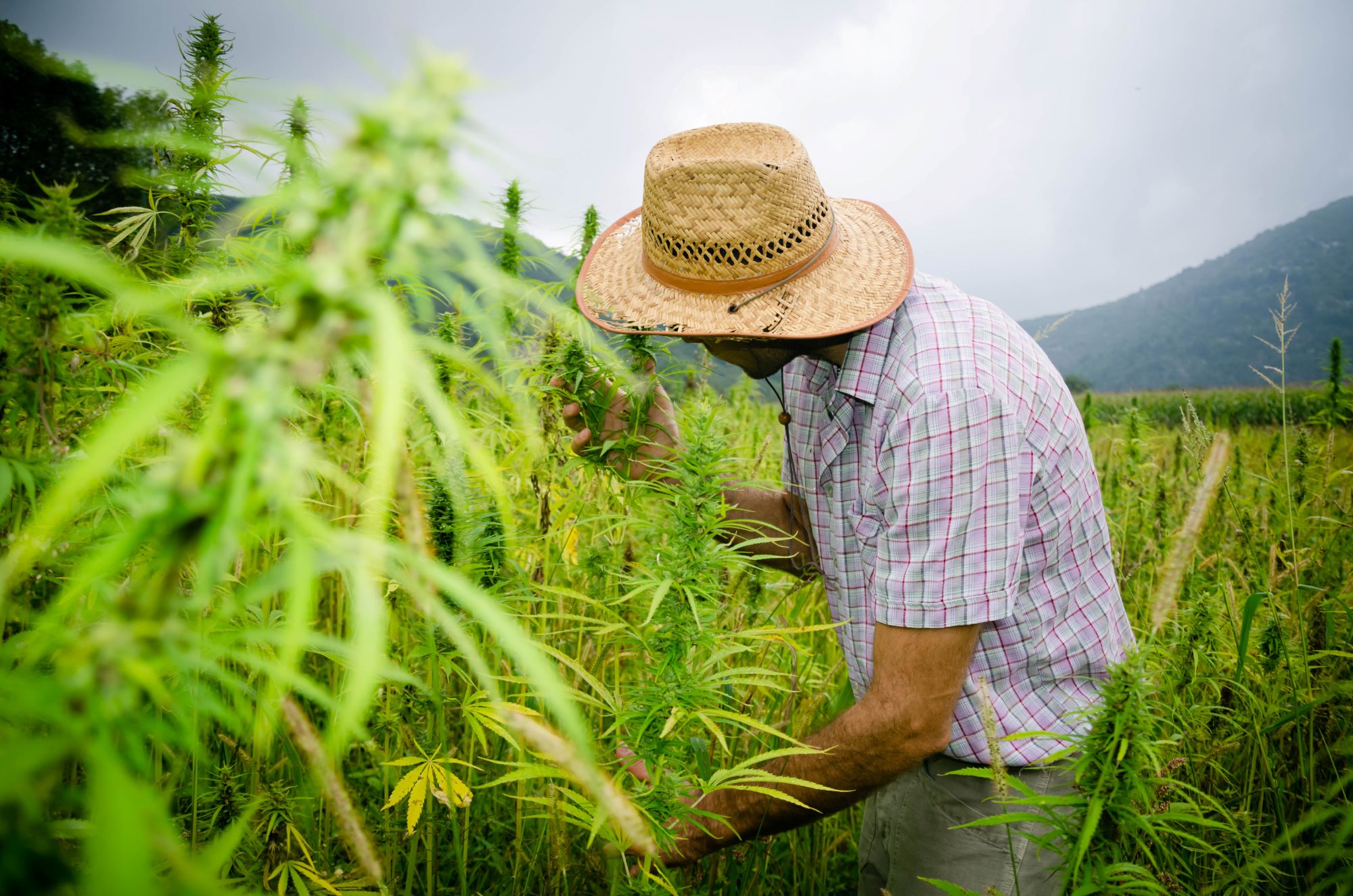 https://images.financialmodelingprep.com/news/is-now-the-time-to-finally-buy-pot-stocks-20251008.jpg