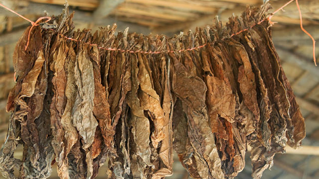 Japan Tobacco: A 'Buy' On Beat & Raise Quarter, Profitability Outlook