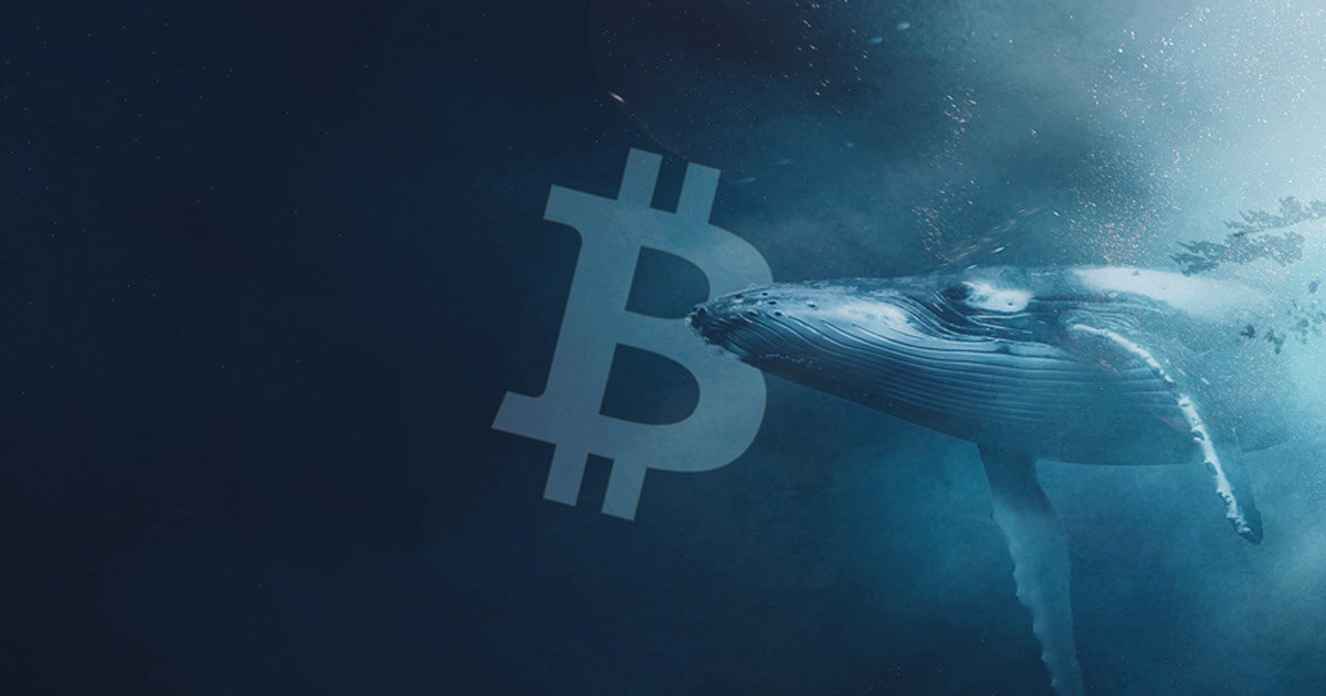 Large Bitcoin Holders Increased by 11.2% Over the Past Year