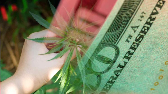 Marijuana Stocks For Today's Cannabis Investor