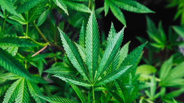 MariMed succeeds with growth strategy prioritizing conservatism over quick wins