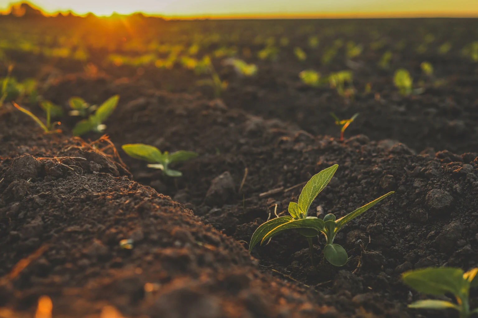 Mosaic: From Commodity Player To Strategic Agriculture Partner