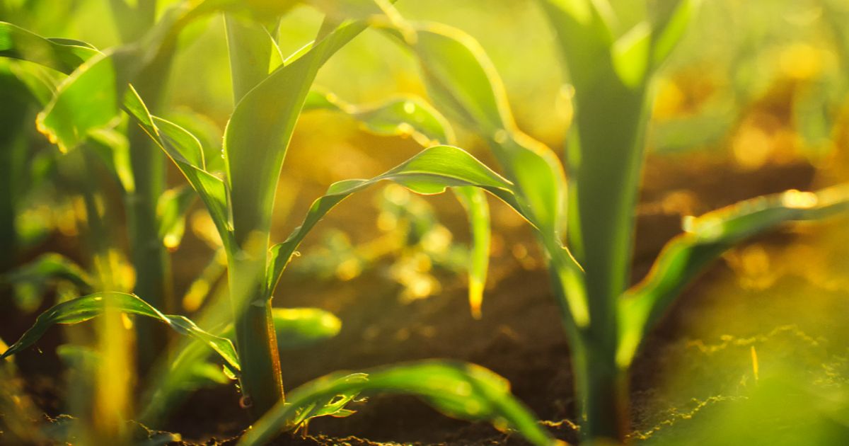 MustGrow Biologics reports record second quarter revenue