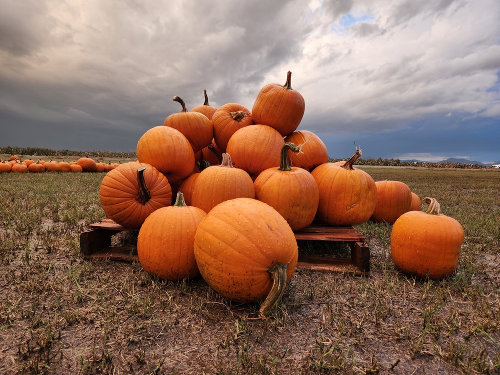 “October Effect” & ETF Investors' Insatiable Appetite for Risk