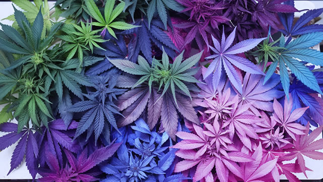 OrganiGram (OGI) Reports Q2 Loss, Misses Revenue Estimates