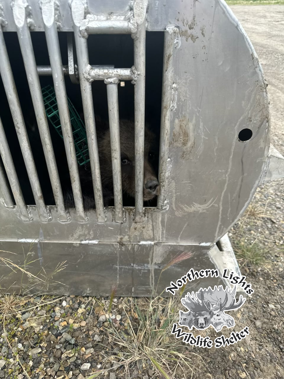 Orphaned Grizzly Cub Rescued at Pink Mountain