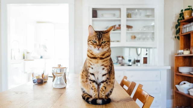 Petco is making progress, says Wedbush: ‘This dog is no longer limping'