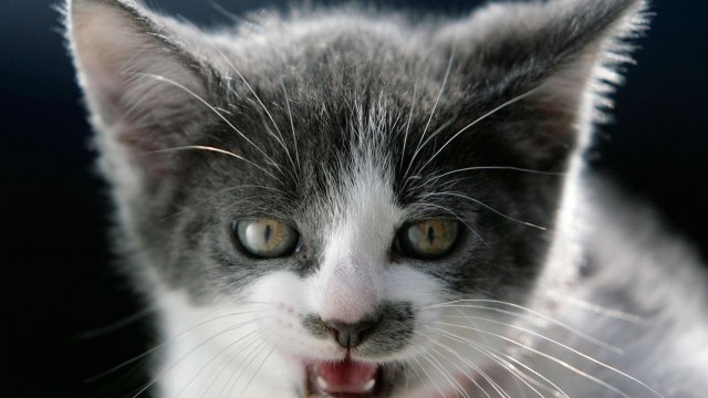 Pets At Home Purrs As FY Profits Meet Updated Guidance