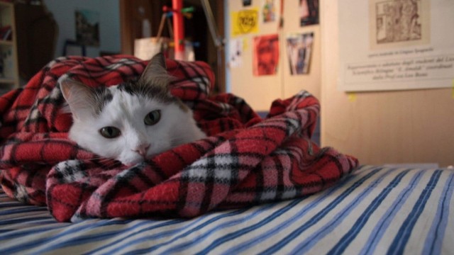 Pets at Home's finals all about outlook on squeezed consumer spending