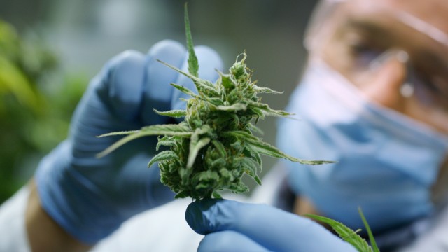 https://images.financialmodelingprep.com/news/pfizers-acquisition-ofarena-shows-big-pharmas-interest-in-cannabinoid-20211214.jpg
