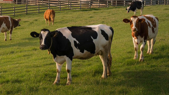 Phibro Animal Health Q4 Earnings Call Highlights
