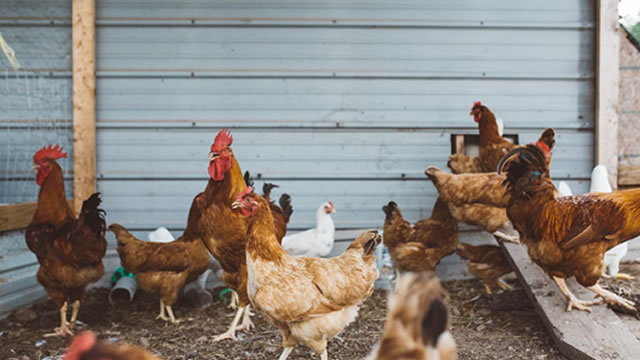 Pilgrim's Pride (PPC) Rises Higher Than Market: Key Facts