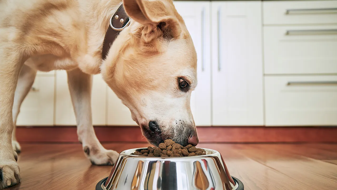 Popular pet food recalled over possible sharp metal and plastic contamination
