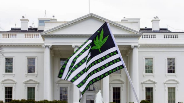 Pot Stocks Surge as Biden ‘Reschedules' Marijuana
