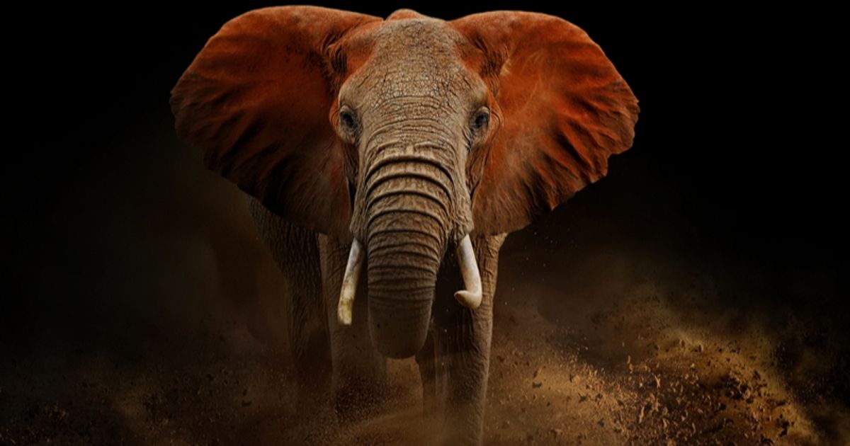 Power Metallic: Analysts see elephant in the room at Nisk
