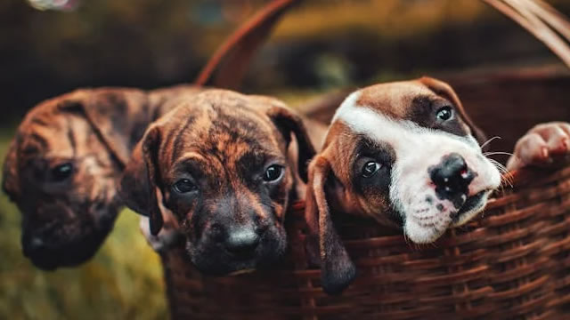 ‘Roaring Kitty' takes Chewy stake