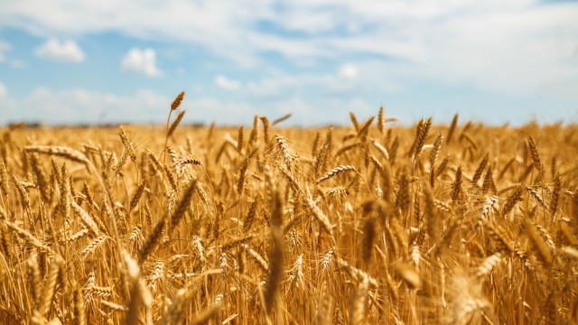 Russia Could Put Wheat Market in Vice Grip as Prices Rise