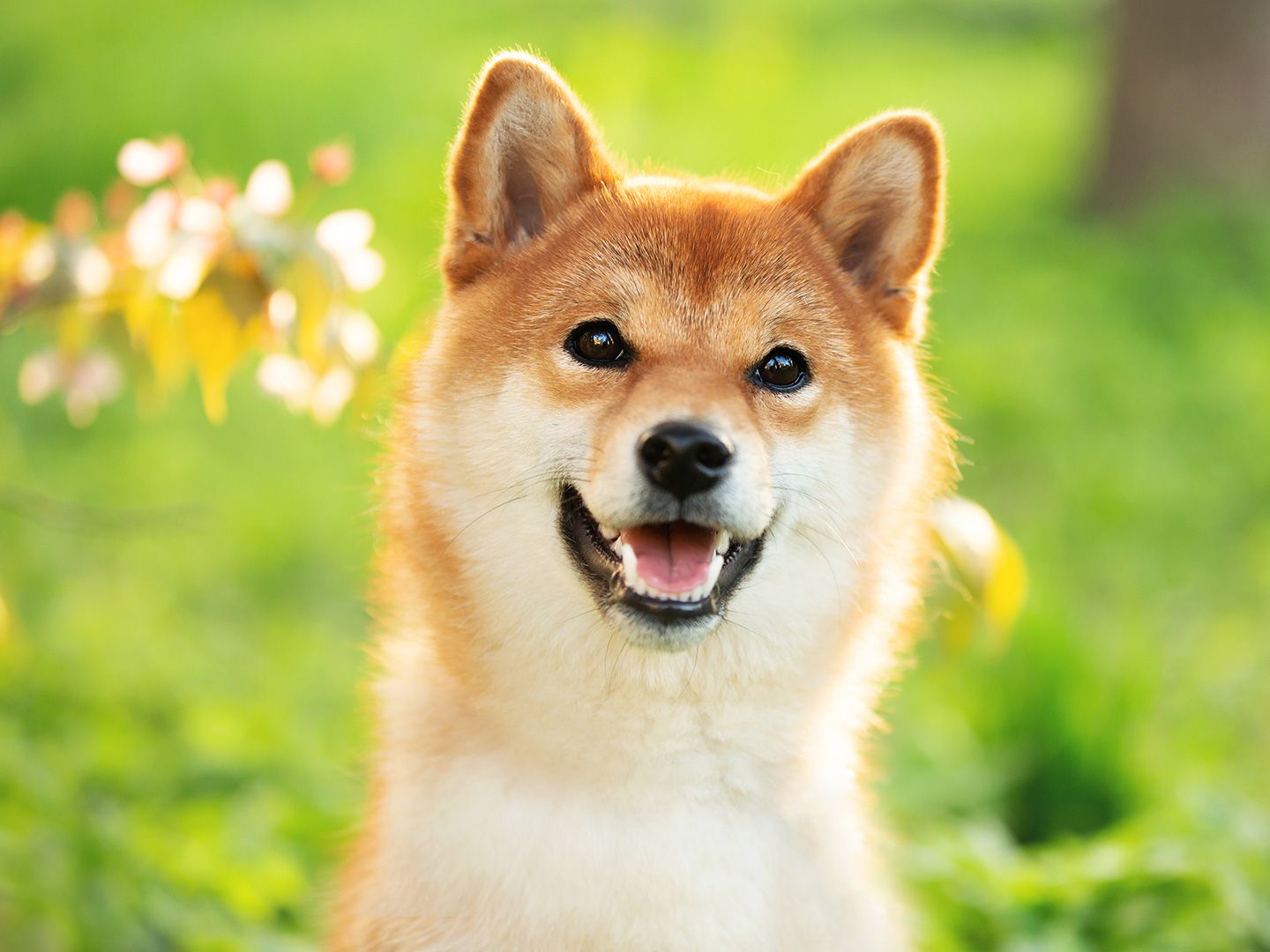 Article image for Shiba Inu Developers Clear Final Hurdle for LEASH v2 Migration