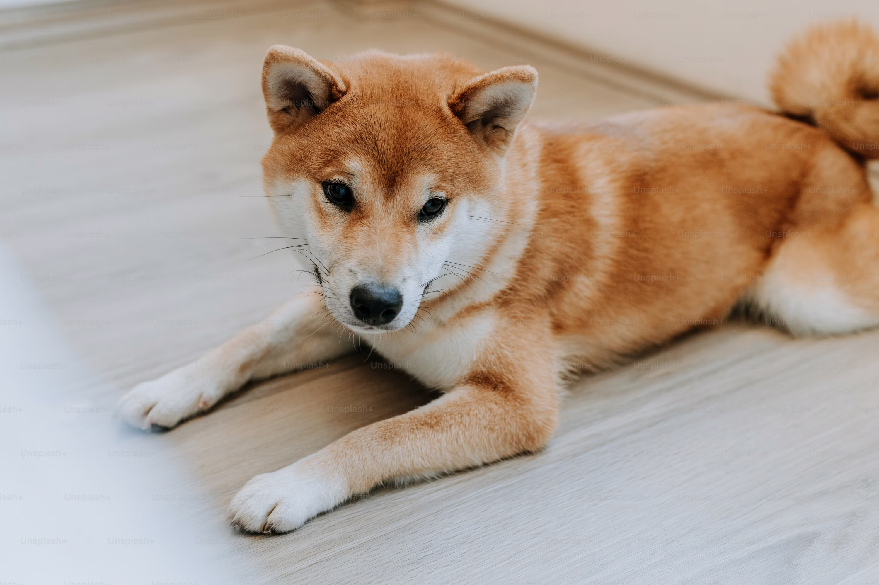 Shiba Inu Traders Withdraw 204 Billion SHIB Amid Sharp Drop In Futures Activity