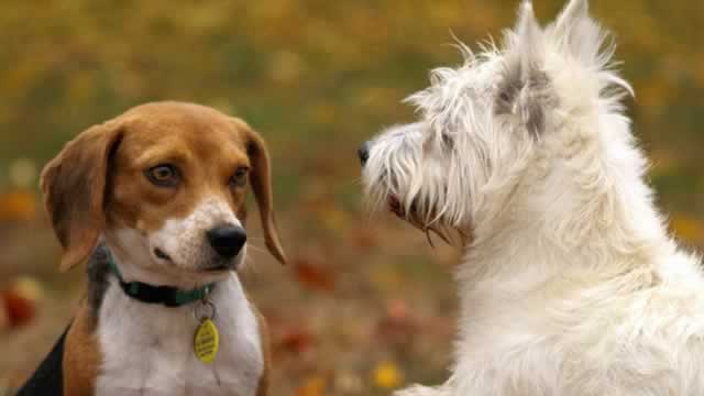 Should Value Investors Buy Central Garden & Pet (CENTA) Stock?