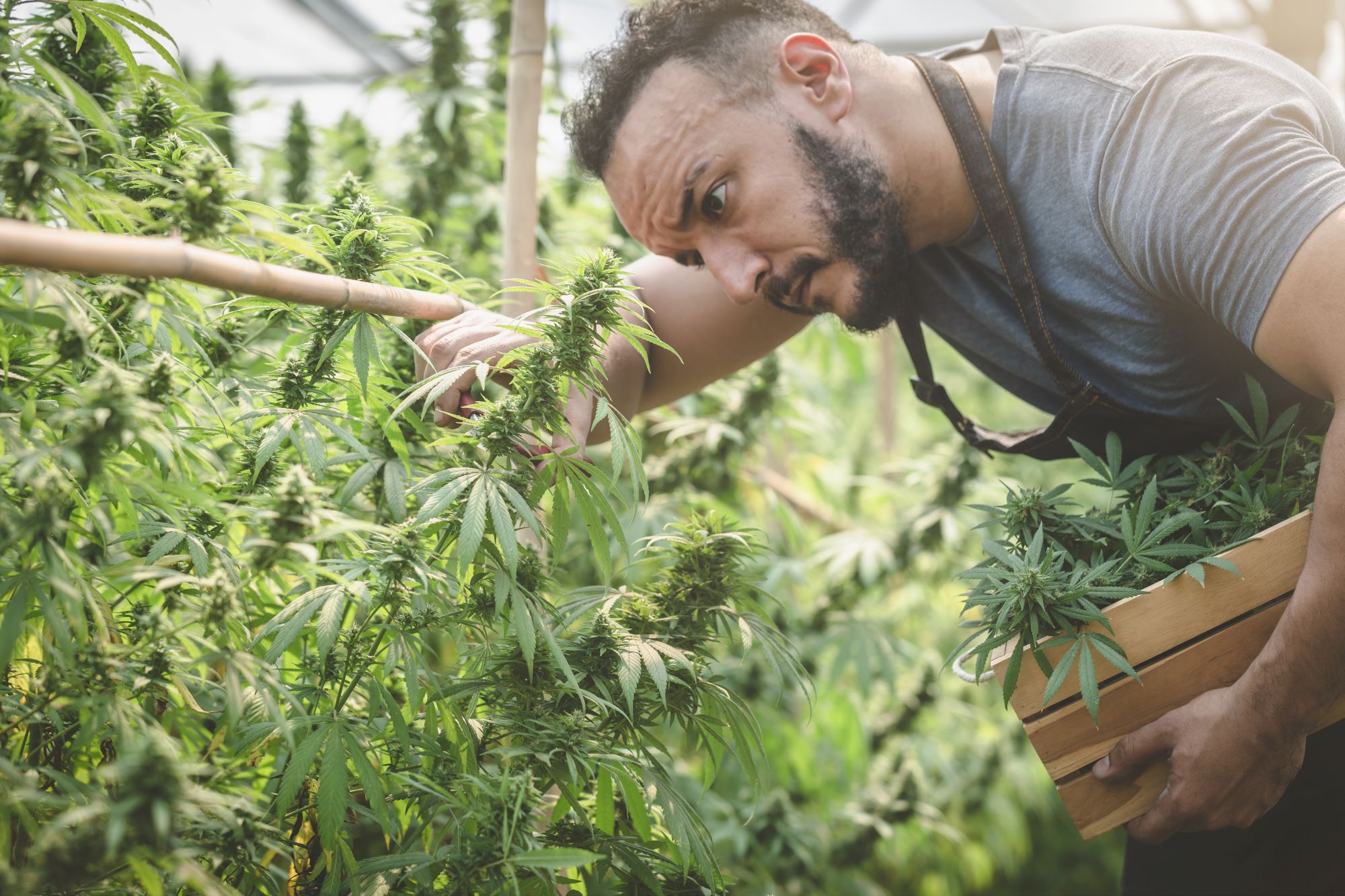 Should You Buy Tilray Brands Stock Before Oct. 9?