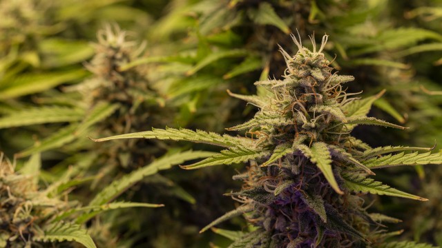 SNDL: Federal Government Begins Rescheduling Process For Cannabis (Buy)