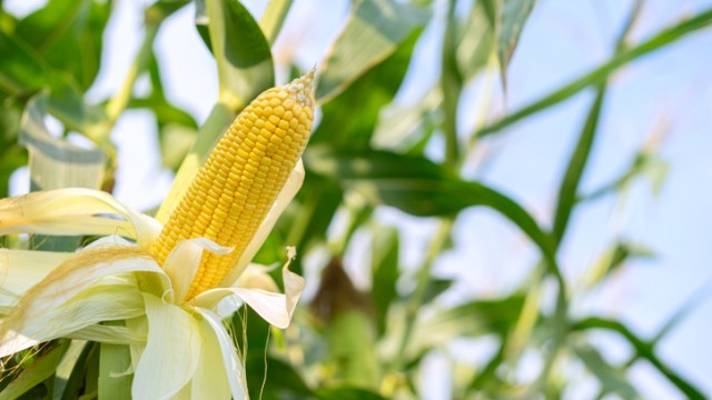 Spain's Appetite for Ukraine Corn Could Help Buoy Prices