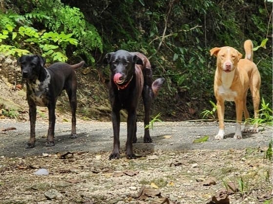 Sudbury Resident Raising Money For Stray Pets In Puerto Rico