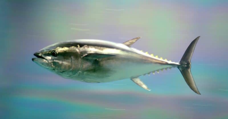 SUI Group lends additional 4M SUI to Bluefin, raising total to 6M