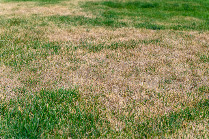 Superior Lawn Care Advises Western Pennsylvania Homeowners to Diagnose Brown Grass Before Planning Fall Lawn Repairs