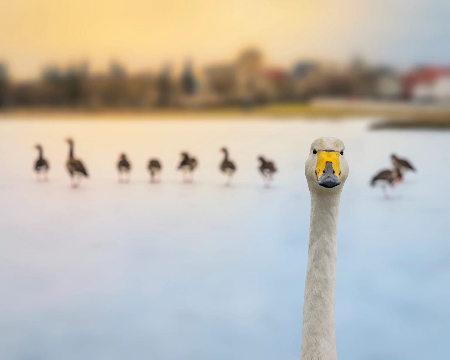 SWAN ETF: A Smart Move As Markets Get Shaky