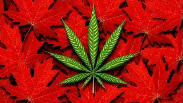 The Best Marijuana Stocks This Week