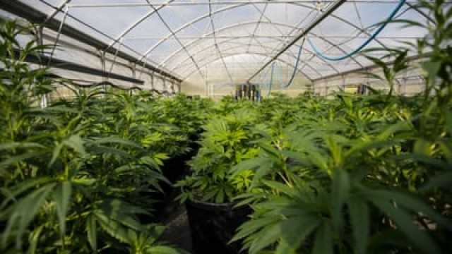 The Biden Administration's Latest Move Makes This Cannabis Stock a Buy