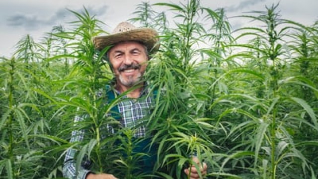 The Cannabis Industry Just Hit a Huge Milestone. Here's What That Could Mean for Investors