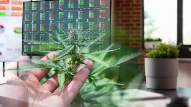 These 3 Marijuana Stocks Could See A Bounce This Week