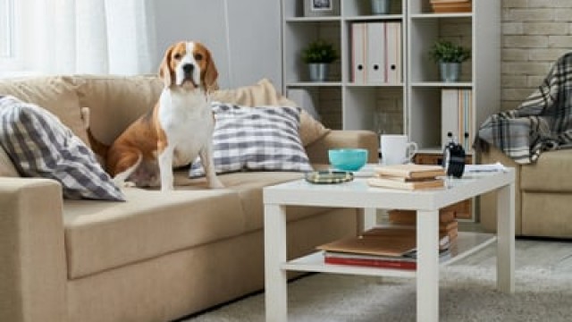 Think You Know Everything About Chewy Stock? The Company Is About to Do Something It's Never Done Before.