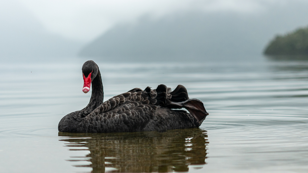 This ETF Keeps Your Portfolio From Singing Its SWAN Song