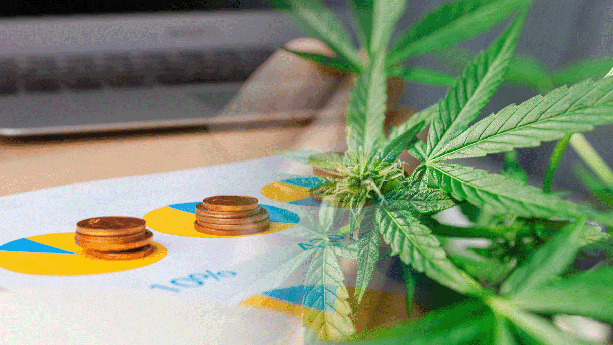 Three High-Potential Marijuana Stocks to Watch in a Volatile Market