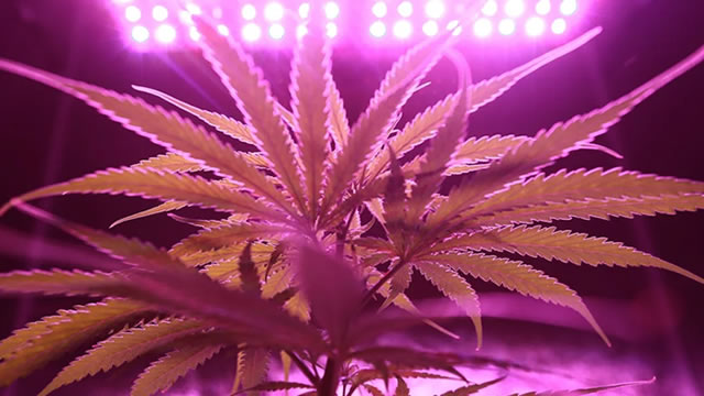 Tilray Brands, Inc. (TLRY) Declines More Than Market: Some Information for Investors