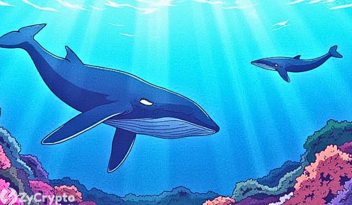 Toncoin Whales Aren't Budging—190K Tokens Scooped Despite a 66% Drop in Market Cap