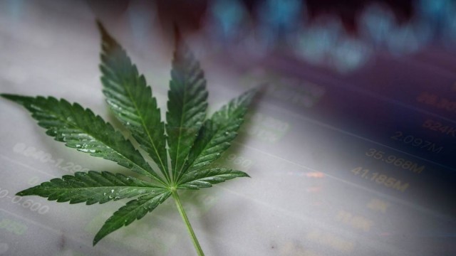 Top Cannabis Penny Stocks to Consider in June