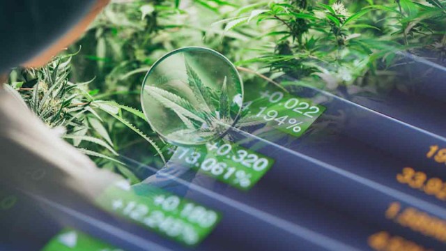 Foto von Top Marijuana Stocks For Trading Today 2024