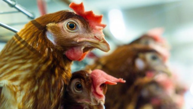 Tyson Foods' (TSN) Brands Aid Growth, Soft Beef Segment Hurts