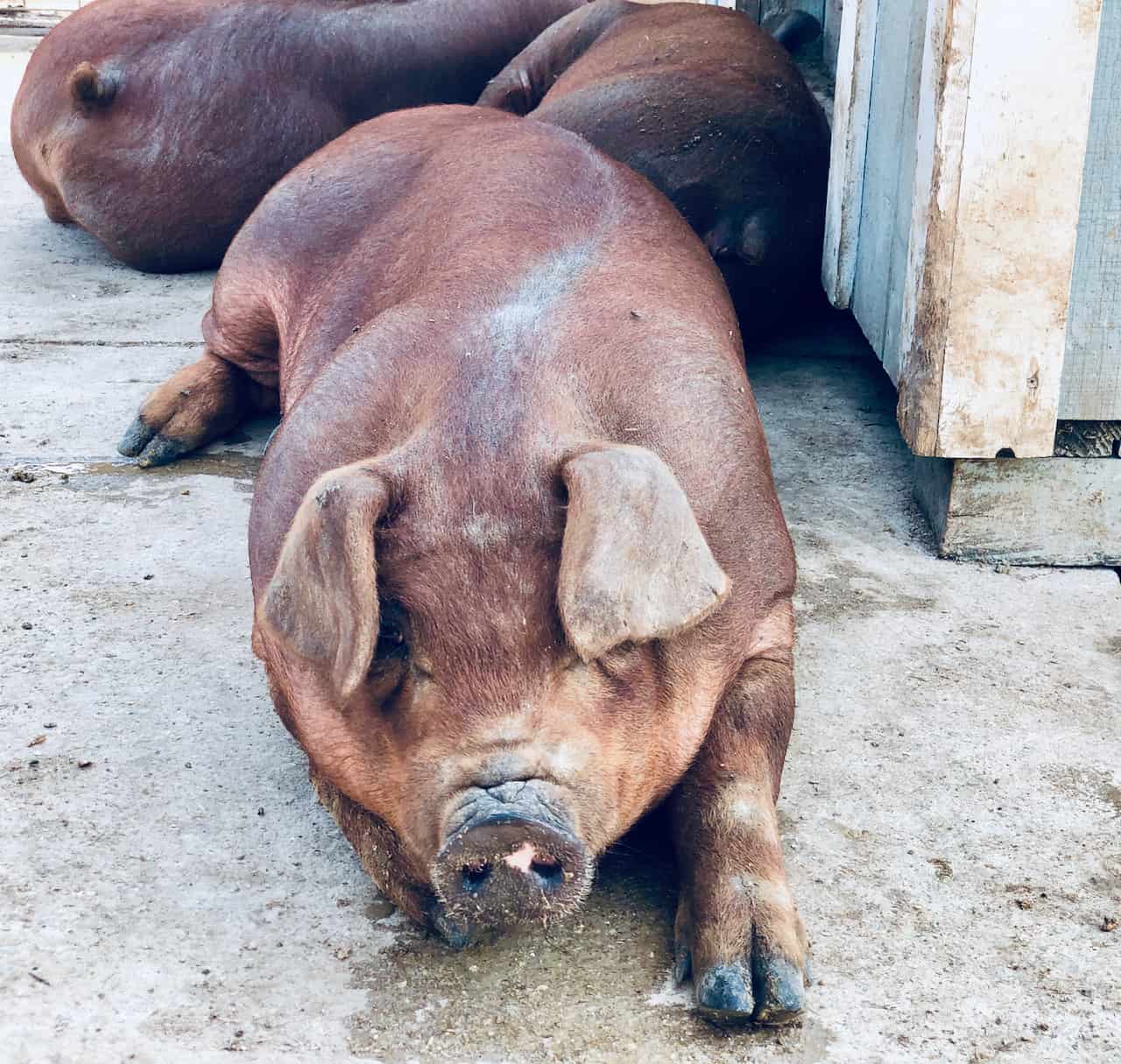 US Authorities Seize $61M+ in USDT Linked to Pig Butchering Fraud in North Carolina : Analysis