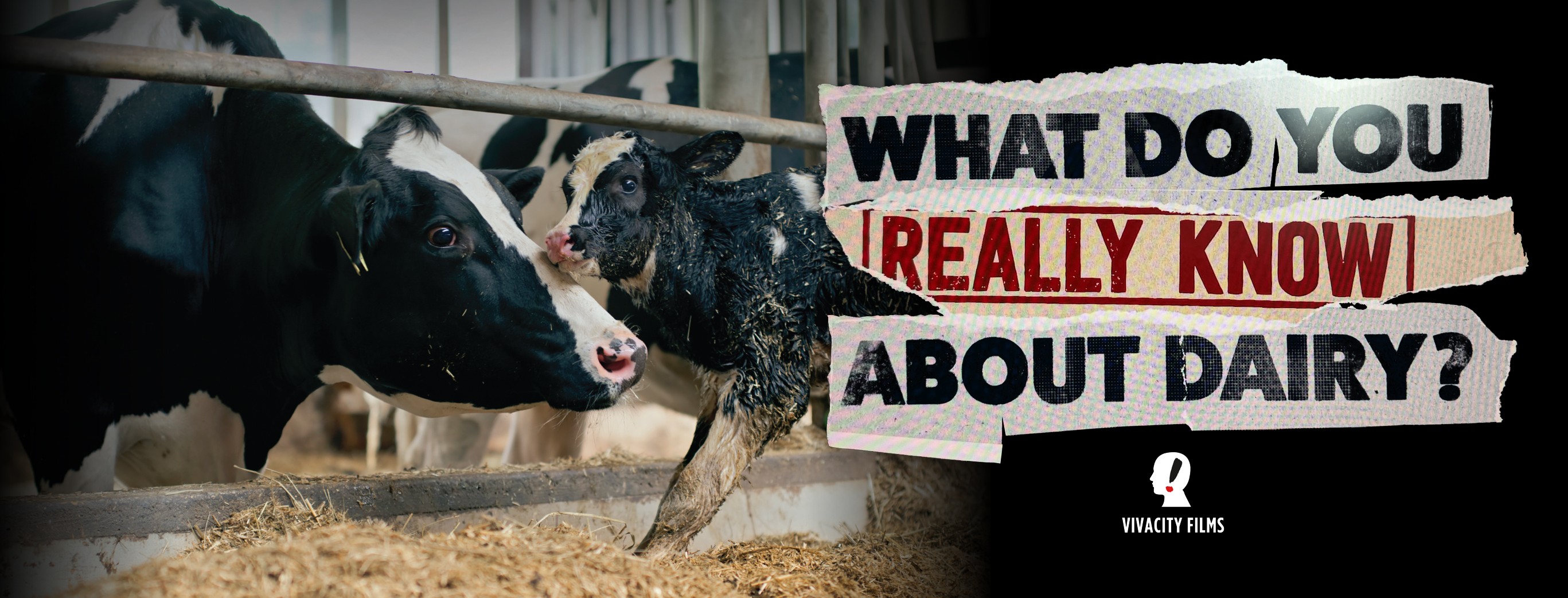 Viva! Marks World Milk Day by Announcing Major Dairy Documentary