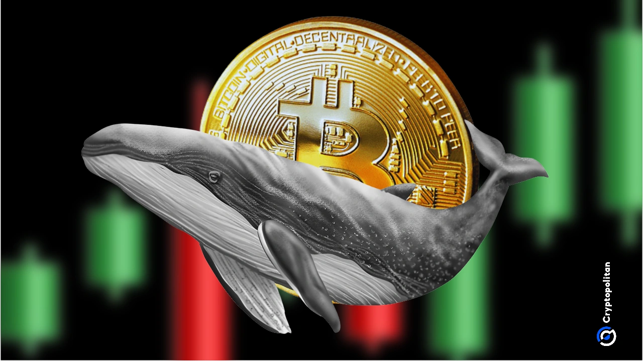 Whales have been buying BTC aggressively during the recent market drop