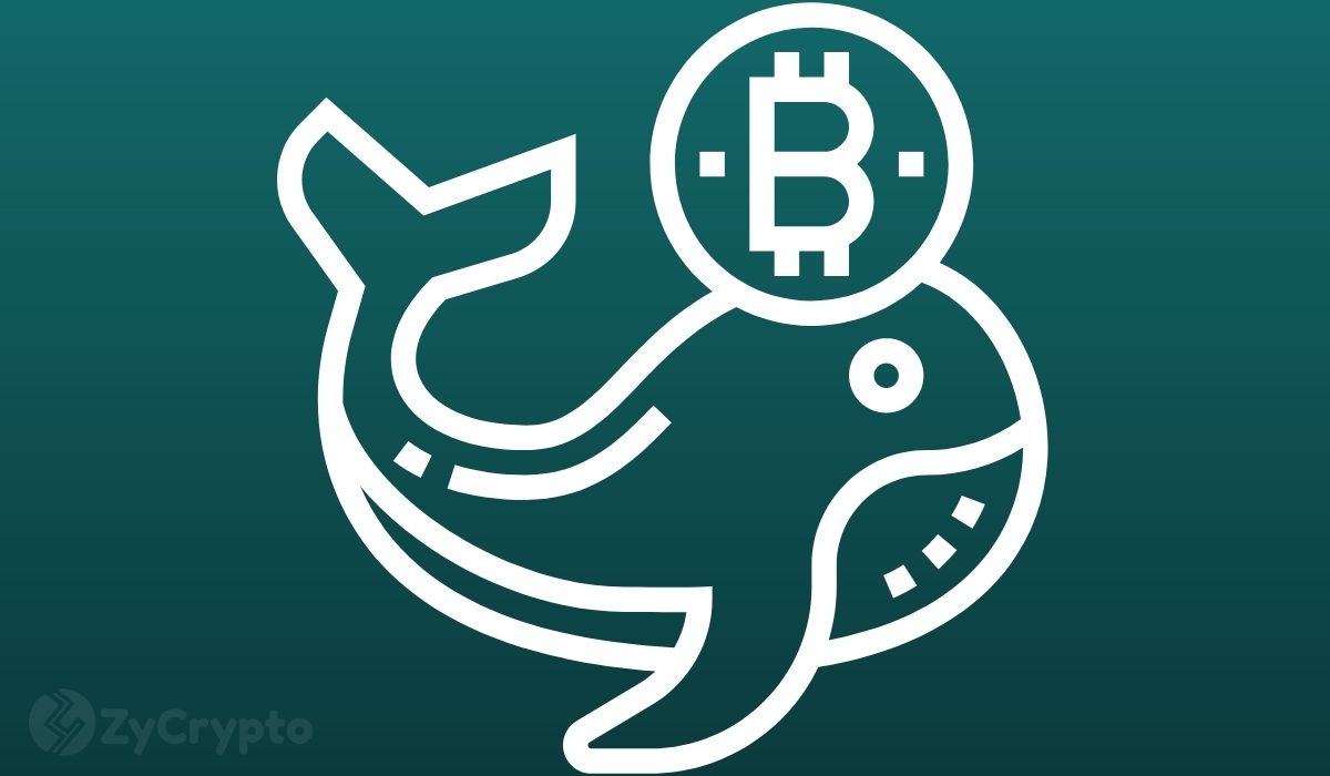 Whales Snap Up $362M BTC in 24 Hours as Accumulation Surges
