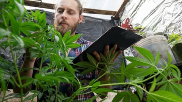 Where Will Tilray Brands Be in 3 Years?